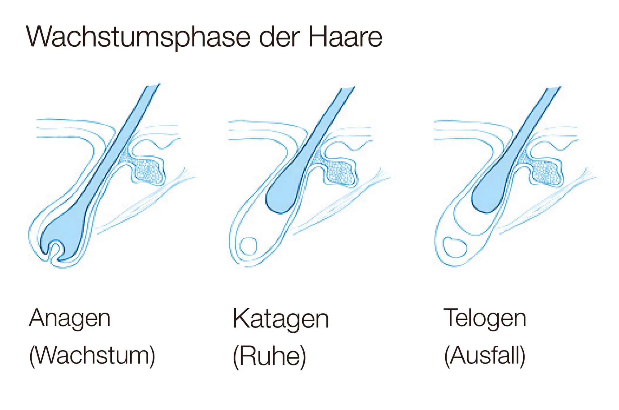 Wachstumsphase Haare